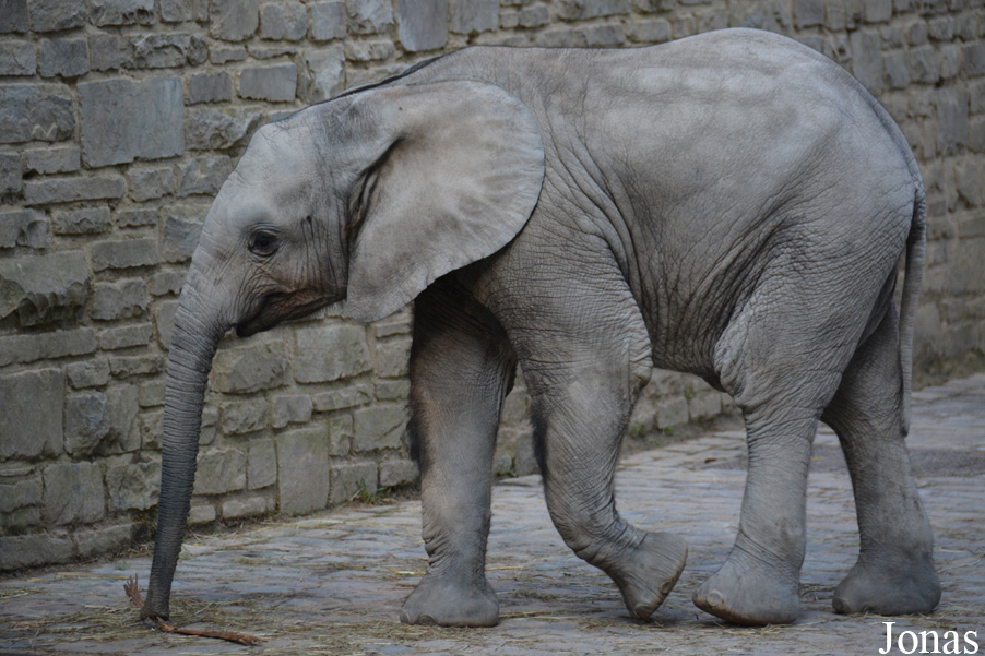Loxodonta africana africana
