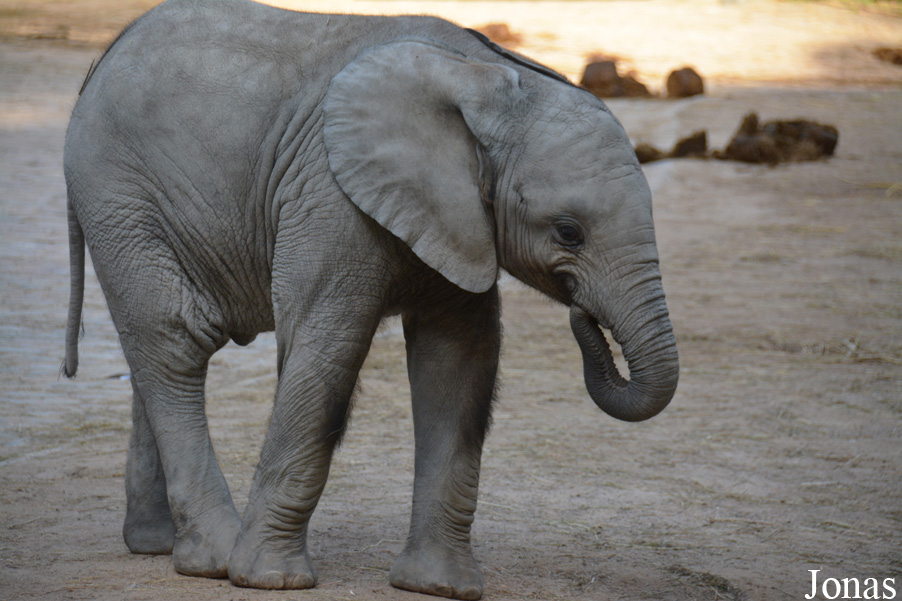 Loxodonta africana africana
