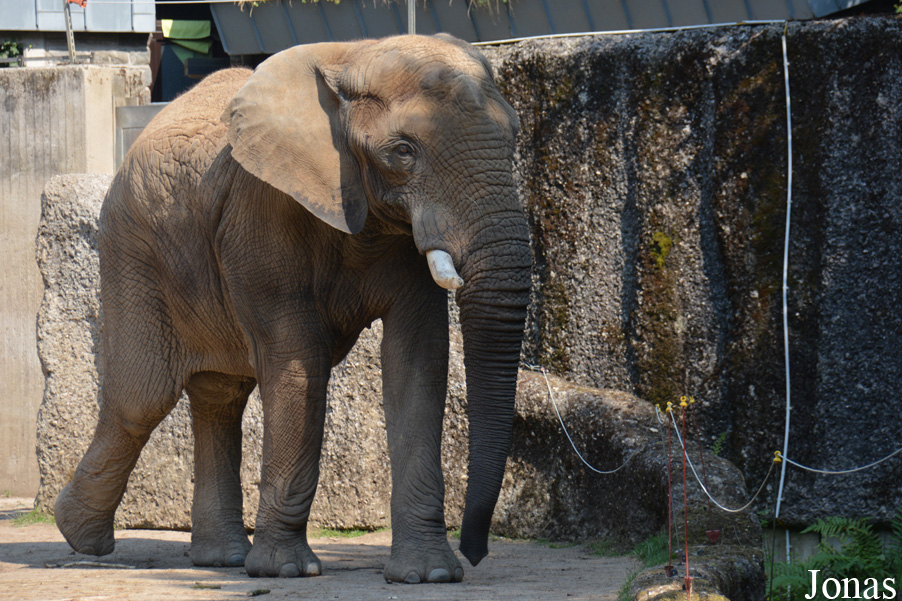 Loxodonta africana africana