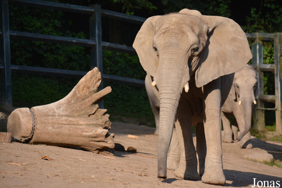 Loxodonta africana africana