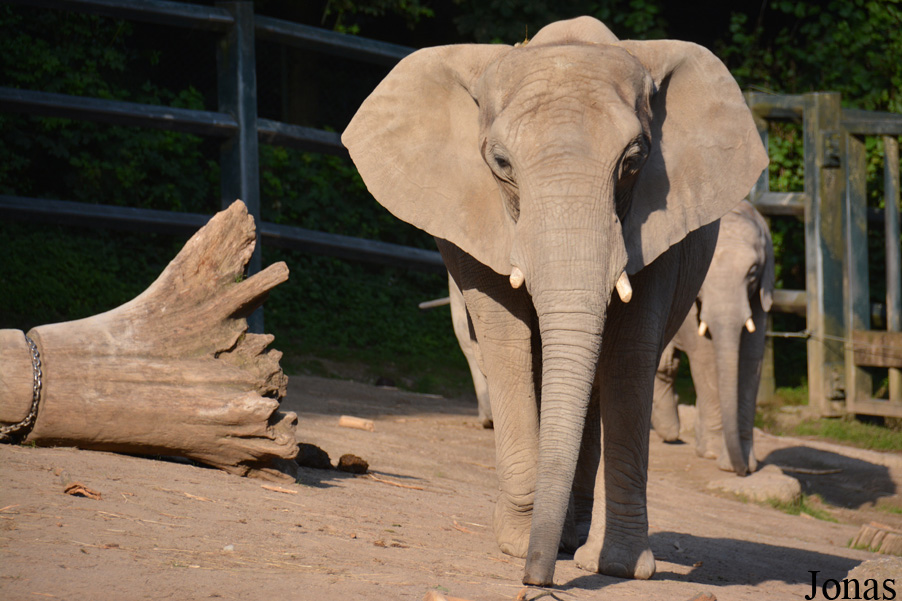 Loxodonta africana africana