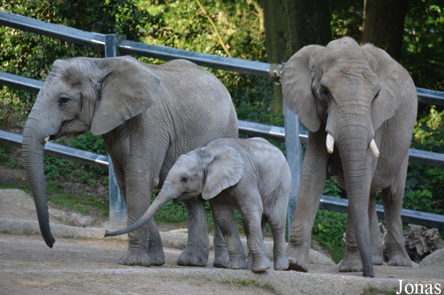 Loxodonta africana africana