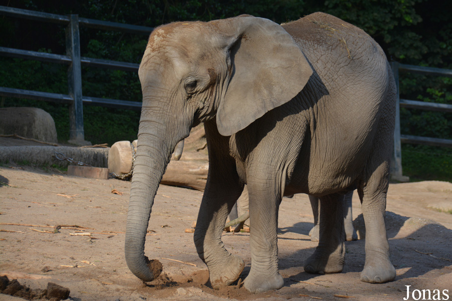 Loxodonta africana africana