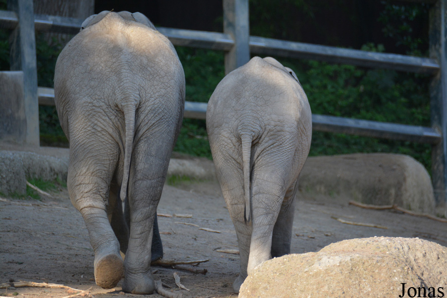 Loxodonta africana africana