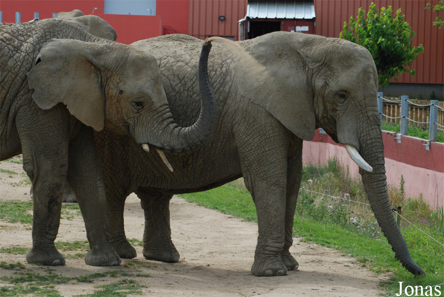 Loxodonta africana knochenhaueri