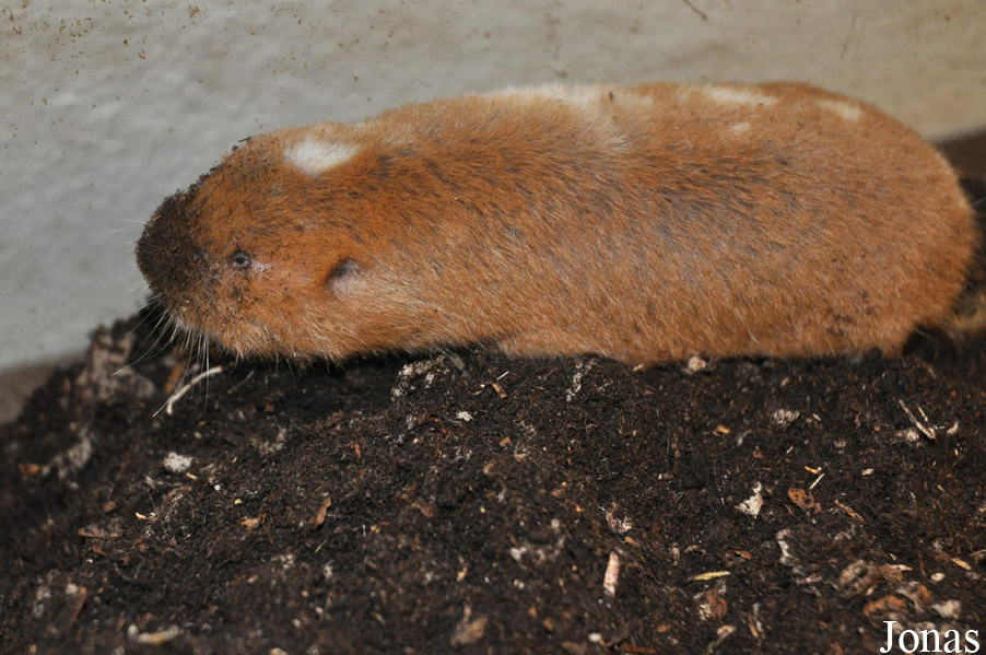 Cryptomys darlingi