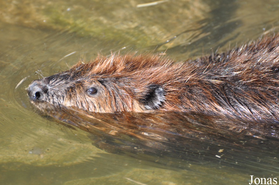 Castor canadensis
