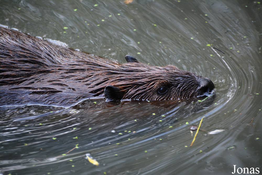 Castor canadensis