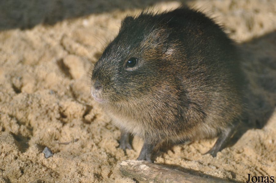Cavia magna