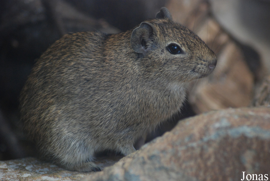 Galea monasteriensis