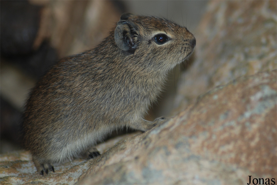 Galea monasteriensis
