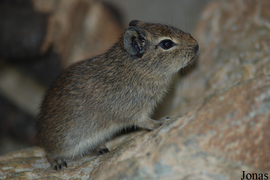 Galea monasteriensis
