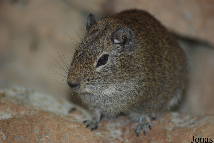 Galea monasteriensis