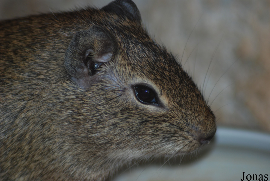 Galea monasteriensis