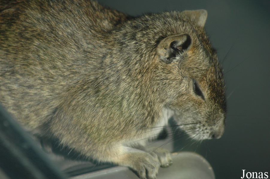 Kerodon rupestris