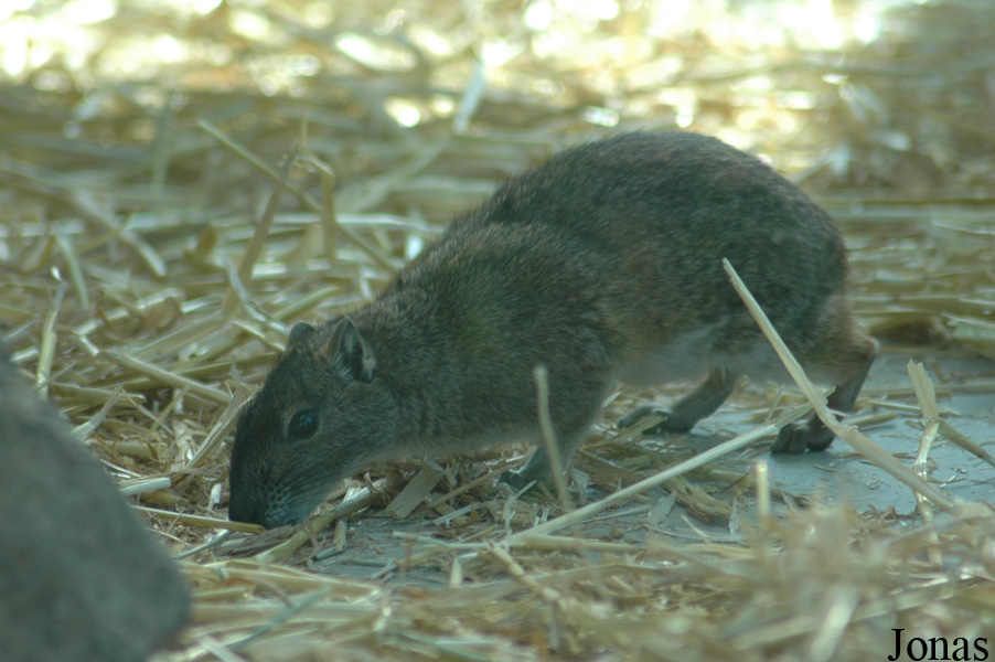 Kerodon rupestris