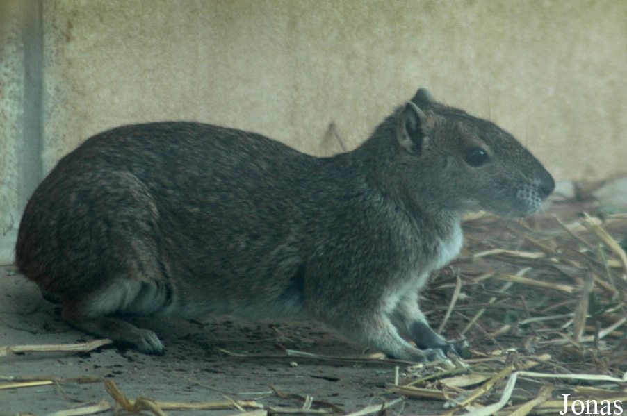 Kerodon rupestris