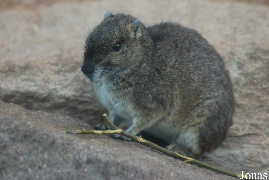 Kerodon rupestris