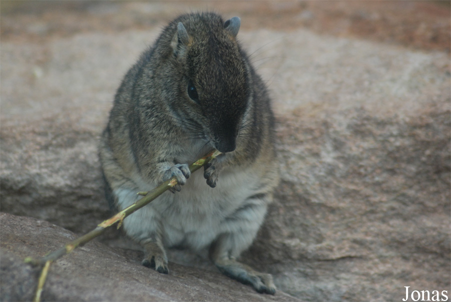Kerodon rupestris