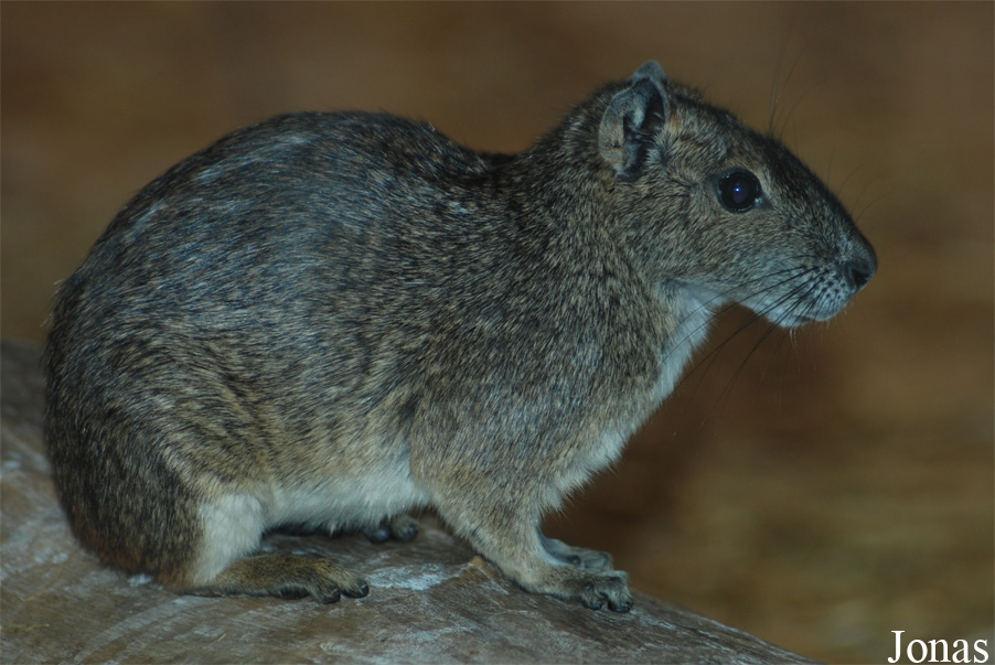 Kerodon rupestris