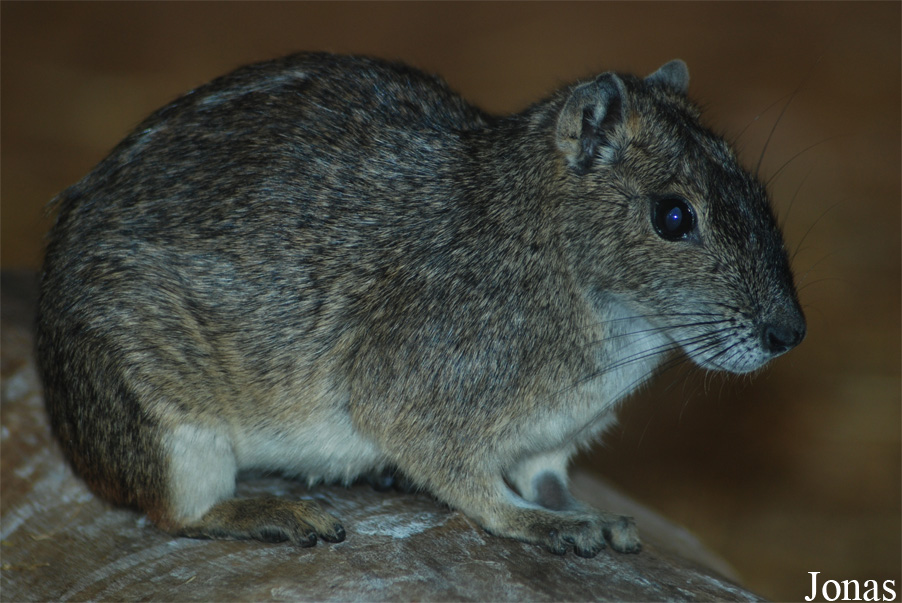 Kerodon rupestris
