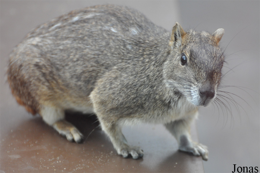 Kerodon rupestris