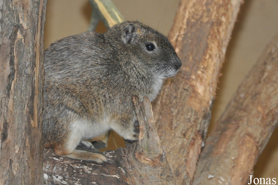 Kerodon rupestris