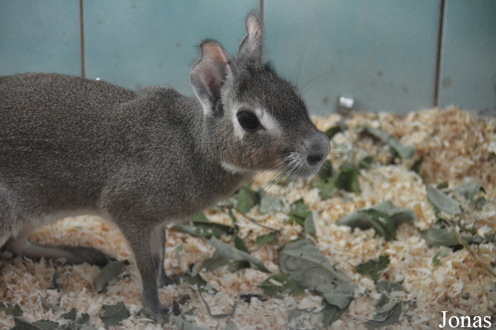 Dolichotis salinicola