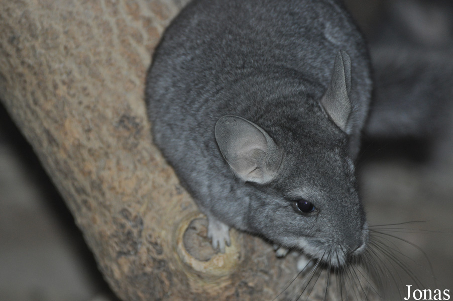 Chinchilla lanigera