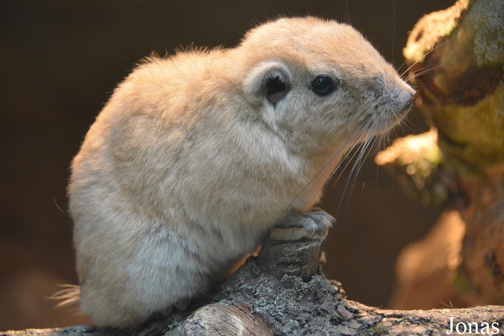 Ctenodactylus gundi