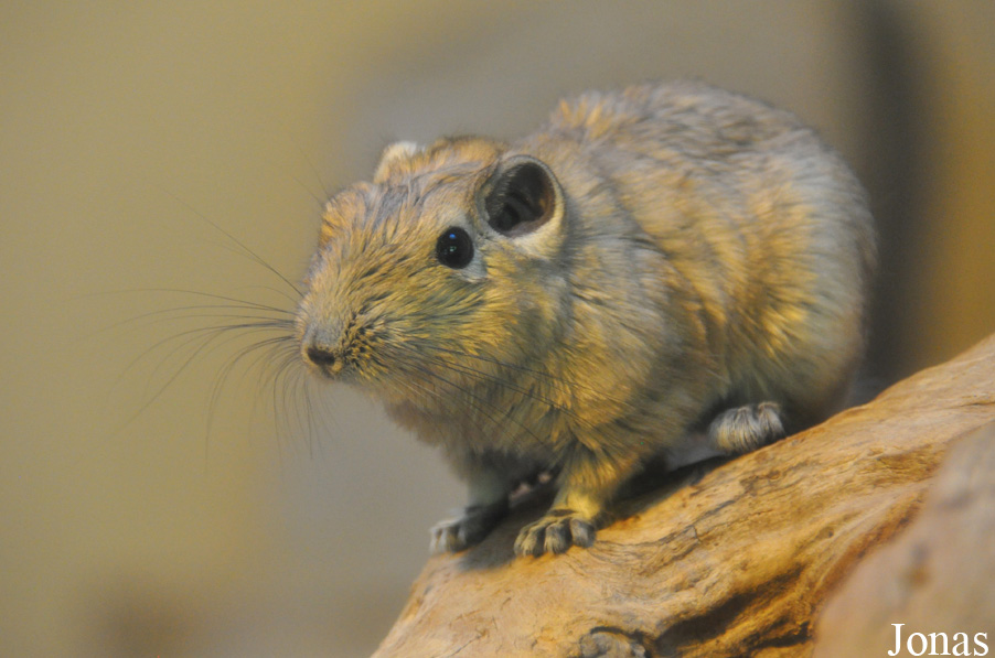 Ctenodactylus gundi