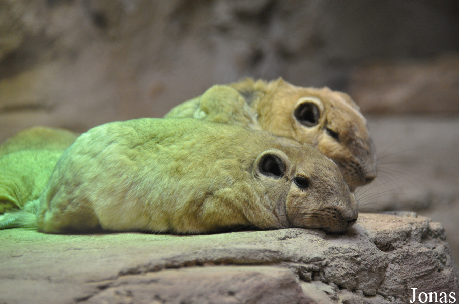 Ctenodactylus gundi