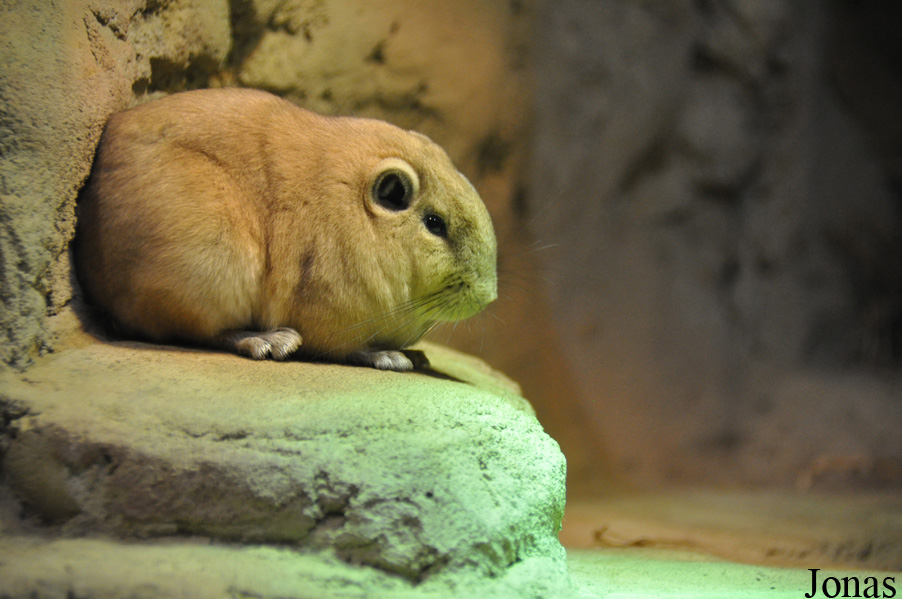 Ctenodactylus gundi