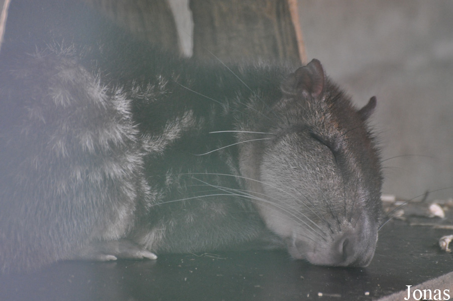 Cuniculus paca