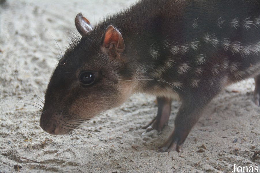 Cuniculus paca
