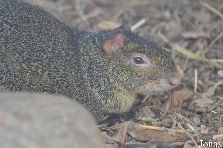 Dasyprocta azarae