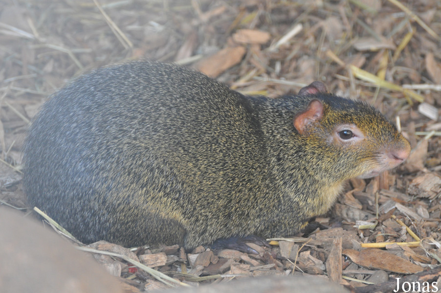Dasyprocta azarae