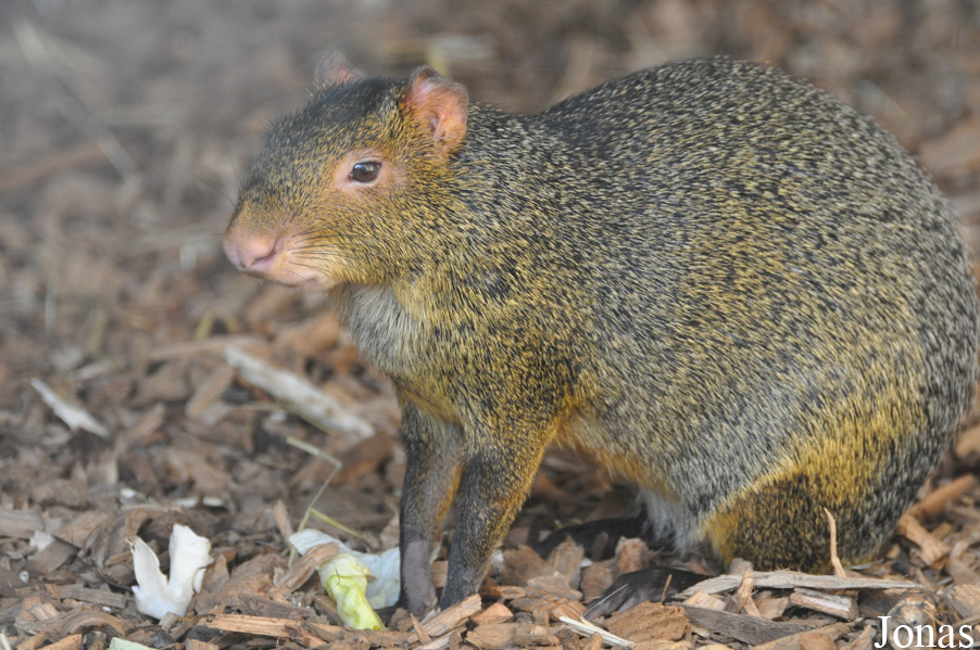 Dasyprocta azarae