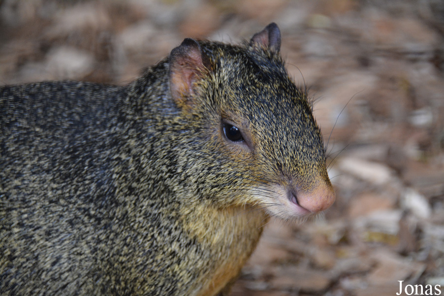 Dasyprocta azarae