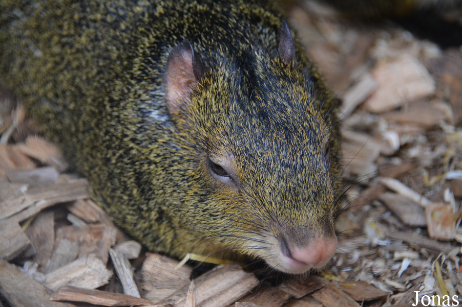 Dasyprocta azarae