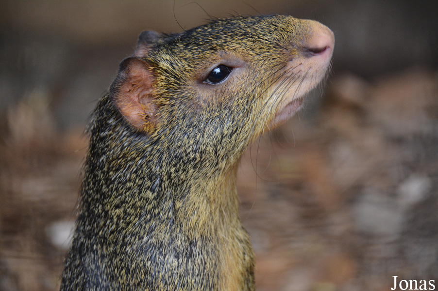 Dasyprocta azarae