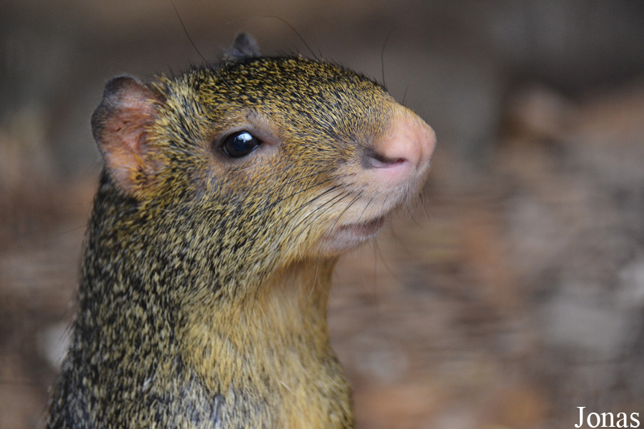 Dasyprocta azarae