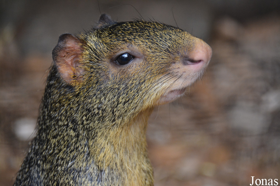 Dasyprocta azarae