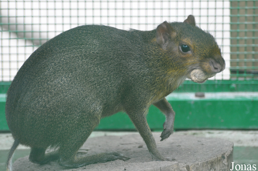 Dasyprocta azarae
