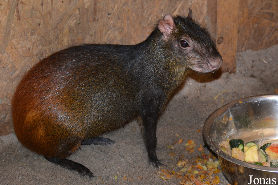 Dasyprocta leporina