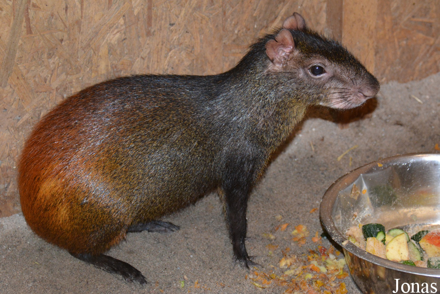 Dasyprocta leporina