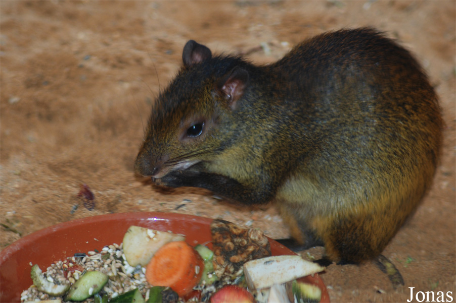 Dasyprocta prymnolopha