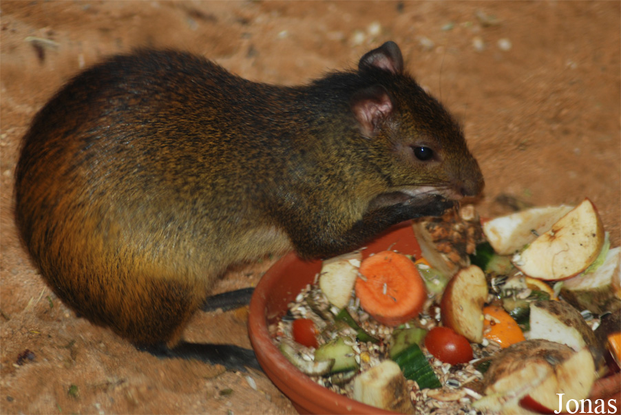 Dasyprocta prymnolopha