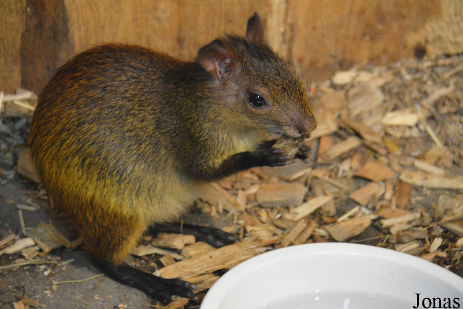 Dasyprocta prymnolopha