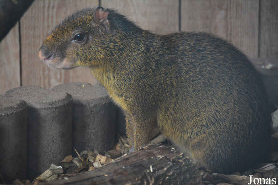 Dasyprocta sp.